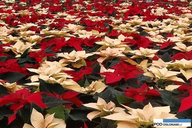 Mix odmian 'Autumn Leaves' i 'Prestige Early Red' (czerwona)