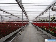 Gospodarstwo Flora in vitro w okresie produkcji poinsecji