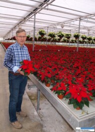 Kazimierz Dąbrowski, wlasciciel gospodarstwa Flora in vitro w okresie produkcji poinsecji