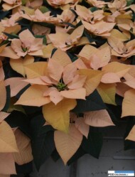 Poinsecja 'Autumn Leaves' w gospodarstwie Flora in vitro