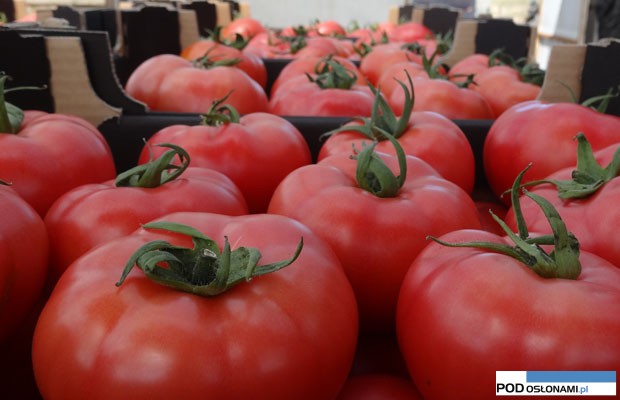 pomidory dobre z natury