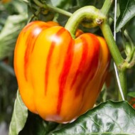 odmiana papryki Enjoya F1