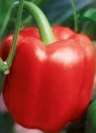 papryka Batna F1