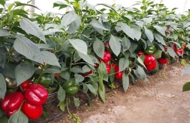 papryka Felicita F1