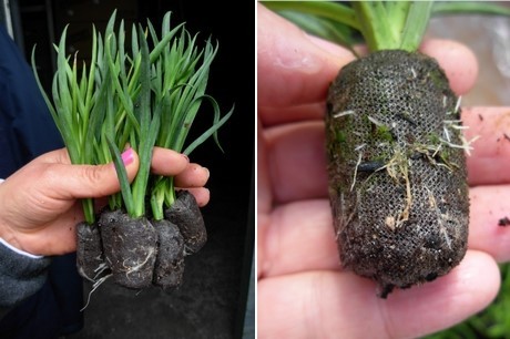 Goździki ukorzenione w Jiffy7