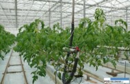 Growdena F1