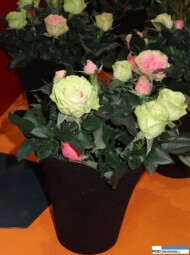 Rosa_Infinity-Evergreen_IPM Essen 2016