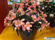 Begonia-First-Kiss_IPM Essen 2016