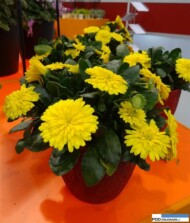 Calendula Powerdaisy Sunny_IPM Essen 2016