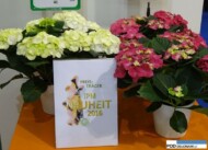 Hydrangea macrophylla Caipirinha_Frisbee Hot Pink_IPM Essen 2016