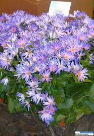 Pericallis hybrida Senetti Grape_firma Moerheim_IPM 2016
