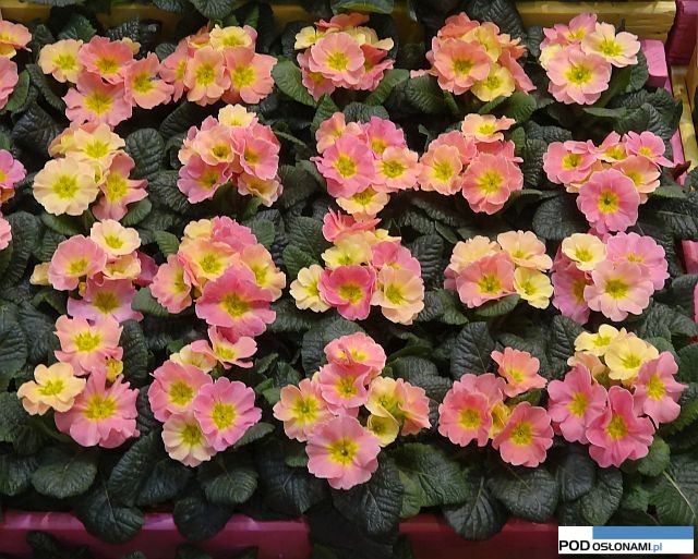 Primula Chameleon_Rudy Raes_IPM Essen 2016