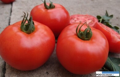 pomidor Zadurella F1