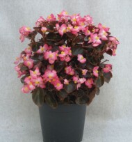 Begonia semperflorens Senator iQ 'Rose Bicolour'