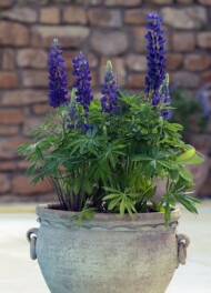 Lupinus polyphyllus Mini Gallery 'Blue'