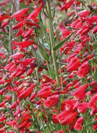Penstemon barbatus 'Twizzle', fot. 1-3 Fleuroselect