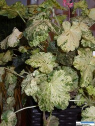 Heuchera Bianca_Ogrodnictwo Foszczka_Gardenia 2016_Poznań