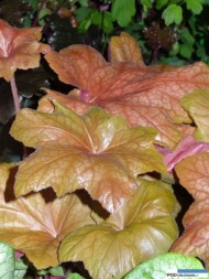 Heuchera Orange Dream_nowość firmy Vitro Warszawa_Gardenia 2016_Poznań