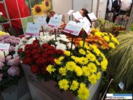 Chryzantemy doniczkowe z grupy Chrystal o kwiatostanach średniej wielkości_Vitroflora_Gardenia 2016