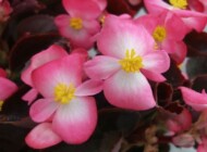 Begonia semperflorens Senator iQ 'Rose Bicolour'