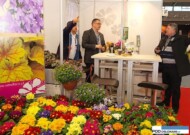 Stoisko firmy Vitroflora_na pierwszym planie pierwiosnki doniczkowe_Gardenia 2016_Poznań