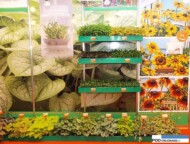 Ekspozycja firmy Vitro Warszawa_byliny z kultur in vitro_targi Gardenia 2016_Poznań