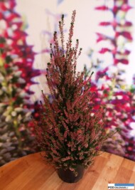 "Drzewko" z wrzosu - odmiany 'Sissi' z grupy Beauty Ladies ze stoiska firmy Calluna P. Krzyżyńskiego_Gardenia 2016