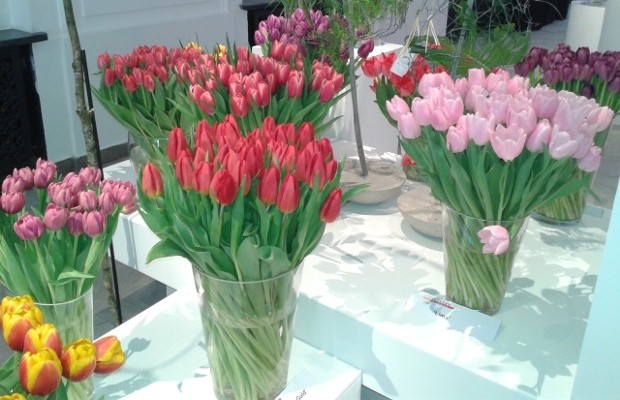 Wystawa Tulipanów