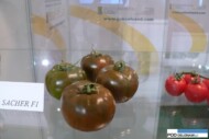 Sacher F1 pomidor czekoladowy