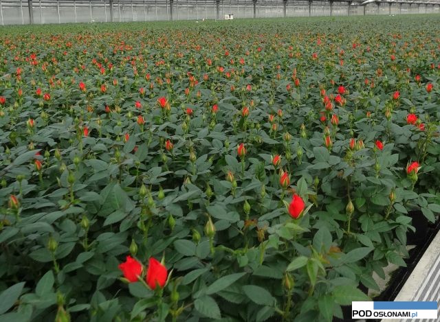 Rosa-A-S_produkcja roz doniczkowych_Dania