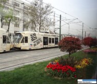 Tulipany są w kwietniu powszechnym elementem miejskich rabat Stambulu_Istanbul Tulip Festival 2016