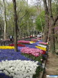 park Emirgan_Stambul_Istanbul Tulip Festival 2016