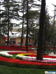 park Emirgan_Stambul_Istanbul Tulip Festival 2016