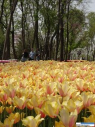park Emirgan_Stambul_Istanbul Tulip Festival 2016