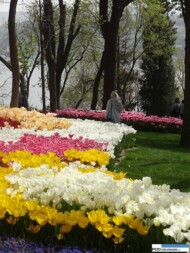 park Emirgan_Stambul_Istanbul Tulip Festival 2016