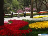park Emirgan_Stambul_Istanbul Tulip Festival 2016