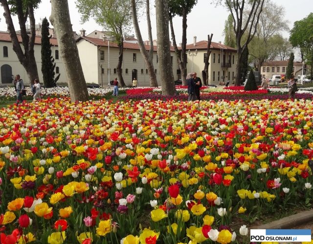 Gulhane Park_Stambul 2016_Istanbul Tulip Festival