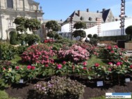 Ghent Florailes 2016_St Pieters Church_Rhododendron