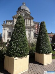 Floralies of Ghent 2016_Laurus nobilis