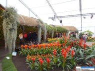 Floralies of Ghent 2016__Exotic Plant