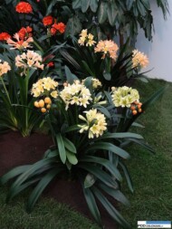 Floralies of Ghent 2016_Clivia