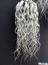 Floralies of Ghent 2016__Deroose Plant_Tillandsia