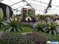 Floralies of Ghent 2016__Deroose Plant