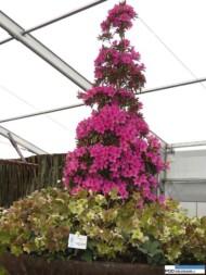 Floralies of Ghent 2016__Azalie_ciemierniki