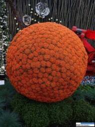 Floralies of Ghent 2016_Nertera