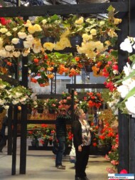 Floralies of Ghent 2016_AVBS hall_Begonia-tuberhybrida_AVBS hall