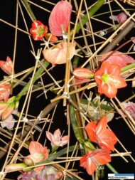 Floralies of Ghent 2016_kompozycja florystyczna