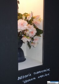 Floralies of Ghent 2016_AVBS hall_begonia o pachnacych kwiatach_B-tuberhybrida Odorata Angelique