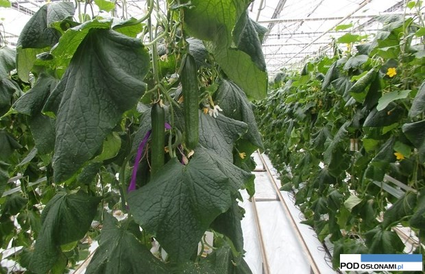 organizmy pożyteczne