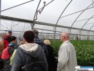 Lilie_w tunelu zblokowanym_gospodarstwo Krolik_Miedzynarodowe Targi Tulipanow